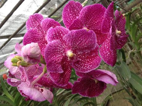 La Thaïlande - Les Orchidées