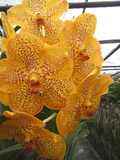 La Thaïlande - Les Orchidées