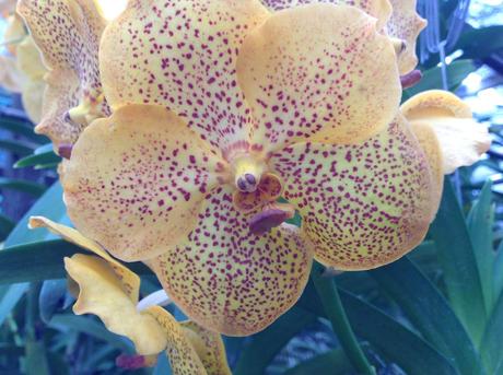 La Thaïlande - Les Orchidées