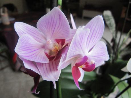 deux des miennes qui fleurissent en ce moment