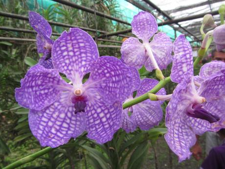 La Thaïlande - Les Orchidées