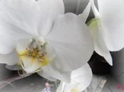 Thaïlande Orchidées