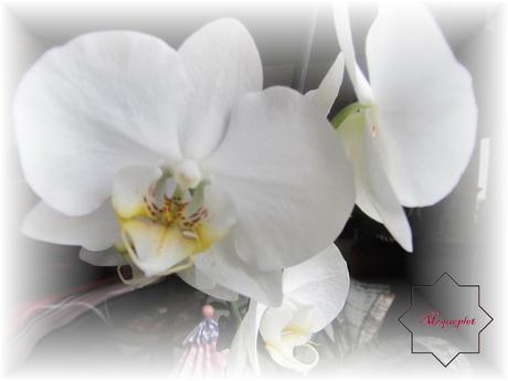 deux des miennes qui fleurissent en ce moment