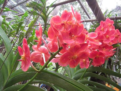 La Thaïlande - Les Orchidées