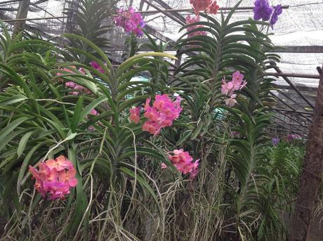 La Thaïlande - Les Orchidées