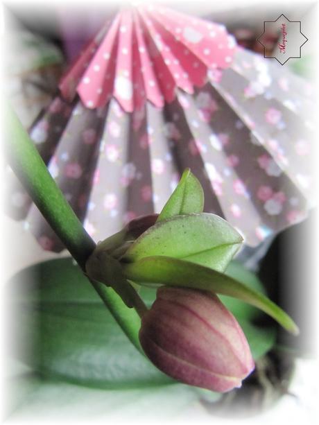 deux des miennes qui fleurissent en ce moment