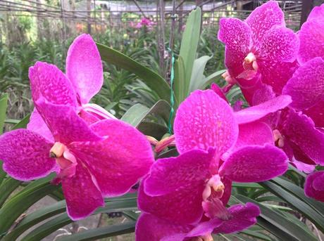 La Thaïlande - Les Orchidées