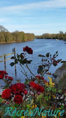 Couleurs d'Automne en Anjou : Balade sur les bords de la Mayenne en VTT entre Feneu et Grez-Neuville