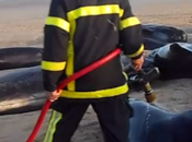 baleines retrouvées échouées plage Calais. Quatre être remises l'eau, autres sont mortes