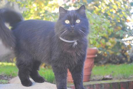 Quand J'serais Grand...