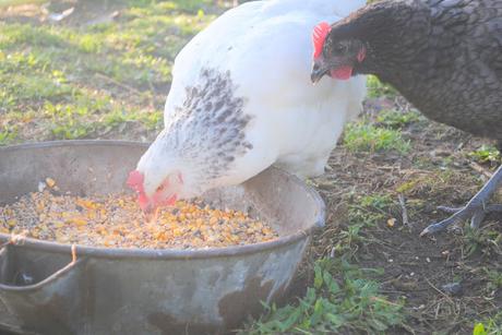 Quand J'serais Grand...