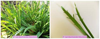 Riz accompagné de ses 3 poêlées de légumes (mourron, tétragone, plantain, cardamine, champignons) (Vegan)