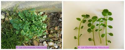 Riz accompagné de ses 3 poêlées de légumes (mourron, tétragone, plantain, cardamine, champignons) (Vegan)