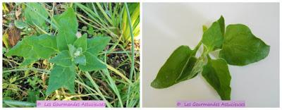 Riz accompagné de ses 3 poêlées de légumes (mourron, tétragone, plantain, cardamine, champignons) (Vegan)