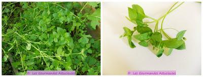 Riz accompagné de ses 3 poêlées de légumes (mourron, tétragone, plantain, cardamine, champignons) (Vegan)