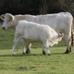 illustration origine de la matière des êtres vivants