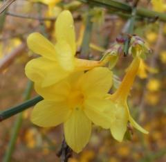 JASMIN 513 (1632 x 1224).jpg