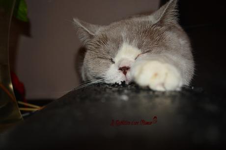 {Les 3 ans de Nathan} Sa fête d’anniversaire DSC_0807