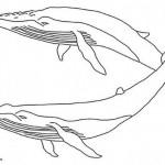 dessin de baleine