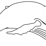 dessin de baleine