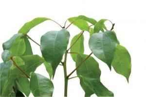 Les Huiles Essentielles de base – Comment démarrer? Les Huiles Essentielles de base – Comment démarrer?