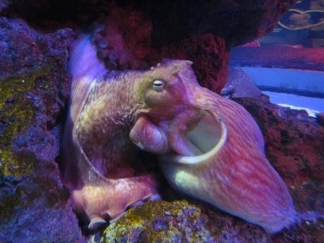 La Thaïlande - L'Aquarium