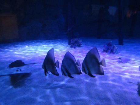 La Thaïlande - L'Aquarium