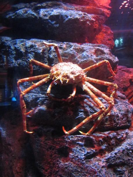 La Thaïlande - L'Aquarium