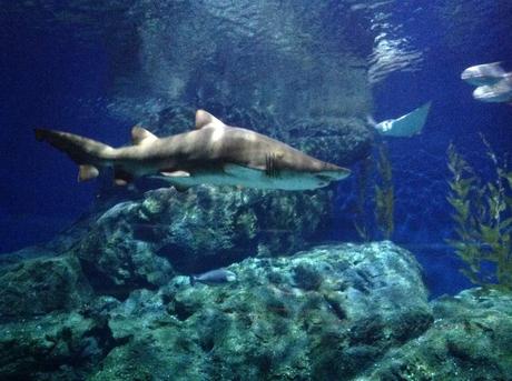 La Thaïlande - L'Aquarium