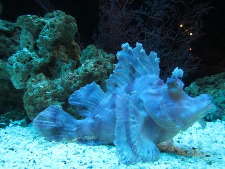 La Thaïlande - L'Aquarium