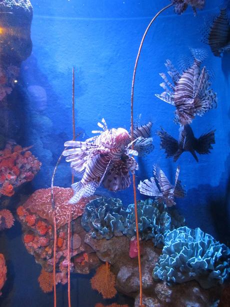 La Thaïlande - L'Aquarium