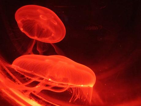 La Thaïlande - L'Aquarium