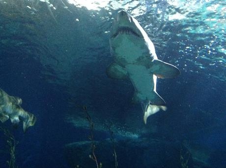 La Thaïlande - L'Aquarium