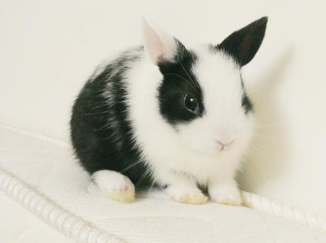 Les Avantages D Avoir Un Lapin Paperblog Les Avantages D Avoir Un Lapin Paperblog