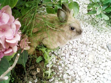 Avantage d'avoir un lapin