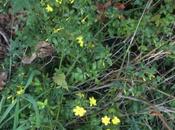 Jasminum nudiflorum fleurs