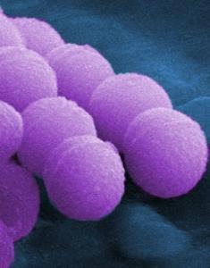 ALLERGIES et MICROBIOTE: Moduler l'immunité maternelle pour préparer celle de l'enfant  – Allergy