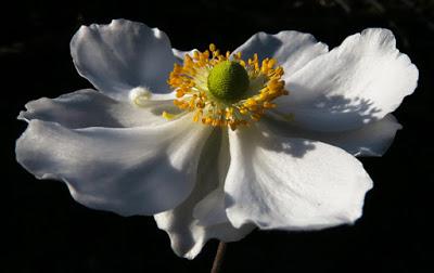 Anémone du Japon (Anemone japonica)