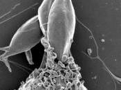 LEISHMANIOSE: parasite s'entoure d'un escadron vésicules Cell Reports