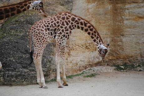 (2) La girafe.