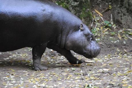 (1) L'hippopotame pygmée, ou nain.