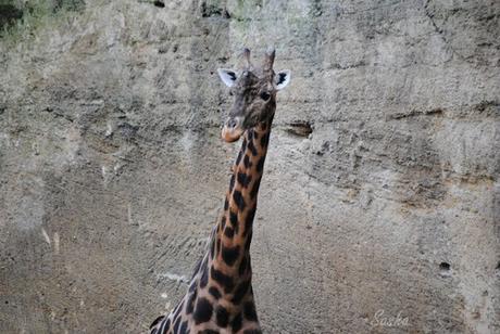 (6) La girafe.