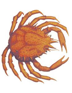crab-874307_640