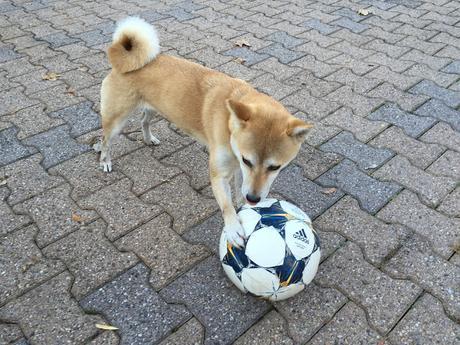 Préparer le derby avec Toutou (et soutenir Valbuena) #OLASSE