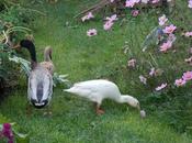 canards poules promenade