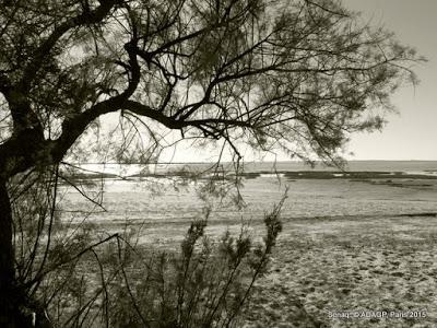 Lanton: Le Tamaris en bord de plage: sépia et couleurs: le soleil en face : les jumeaux