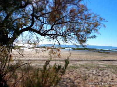 Lanton: Le Tamaris en bord de plage: sépia et couleurs: le soleil en face : les jumeaux