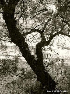 Lanton: Le Tamaris en bord de plage: sépia et couleurs: le soleil en face : les jumeaux