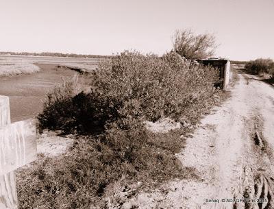 Domaine de Certes-Bassin d'Arcachon-Sépias/photos: le soleil en face et la marée basse: 2 ième envoi