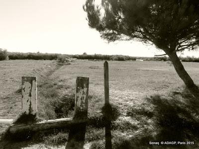 Domaine de Certes Bassin d'Arcachon Promenade-photos noir et blanc: ou le soleil en face et la marée basse!